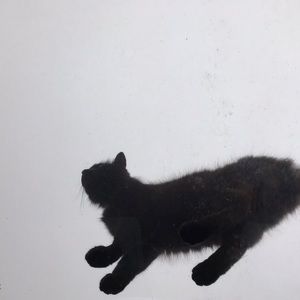 Meet your Posher, Kora